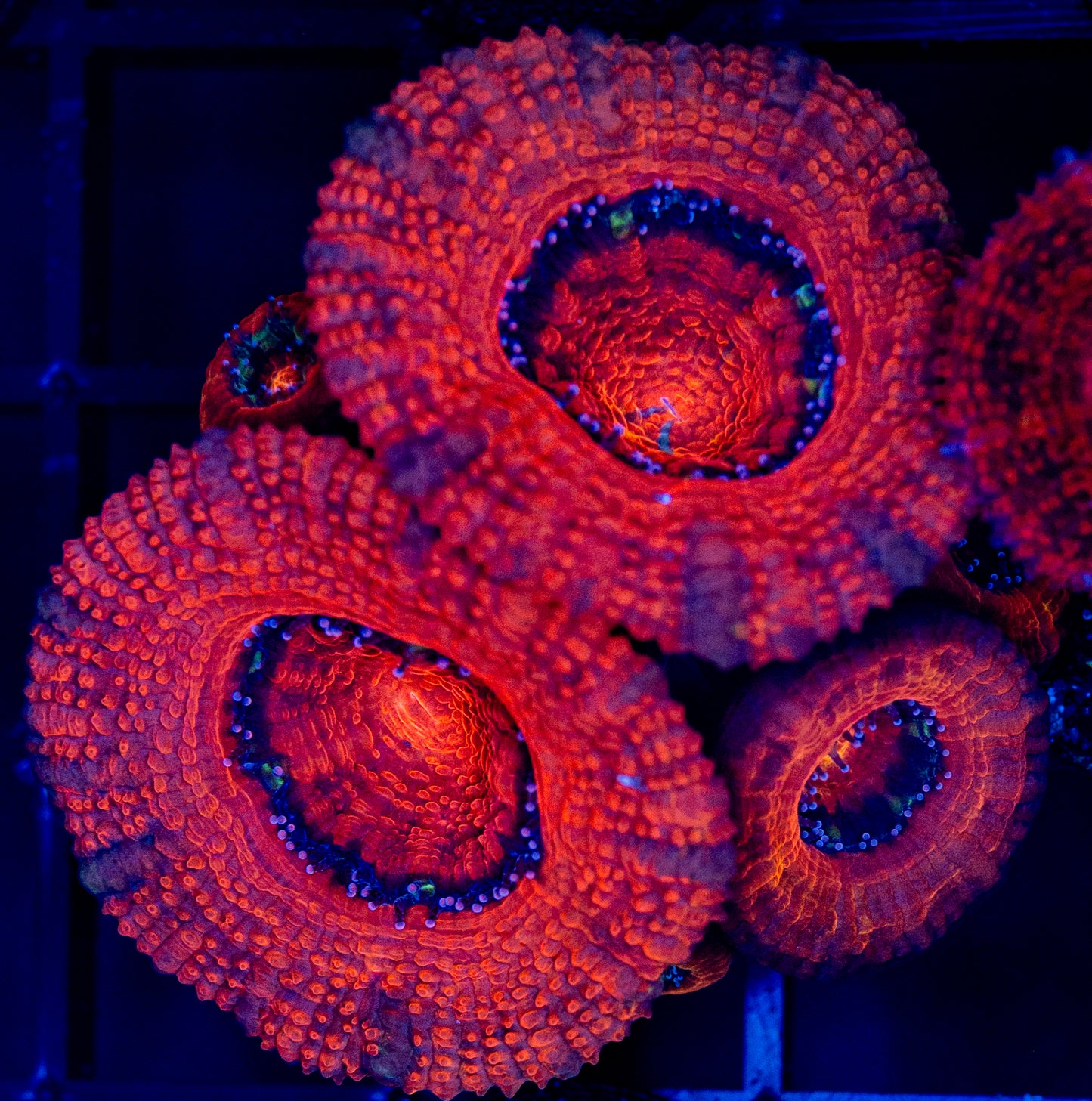 B44 ACAN