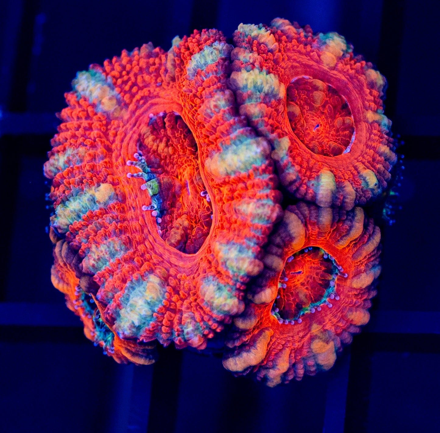 B47 ACAN