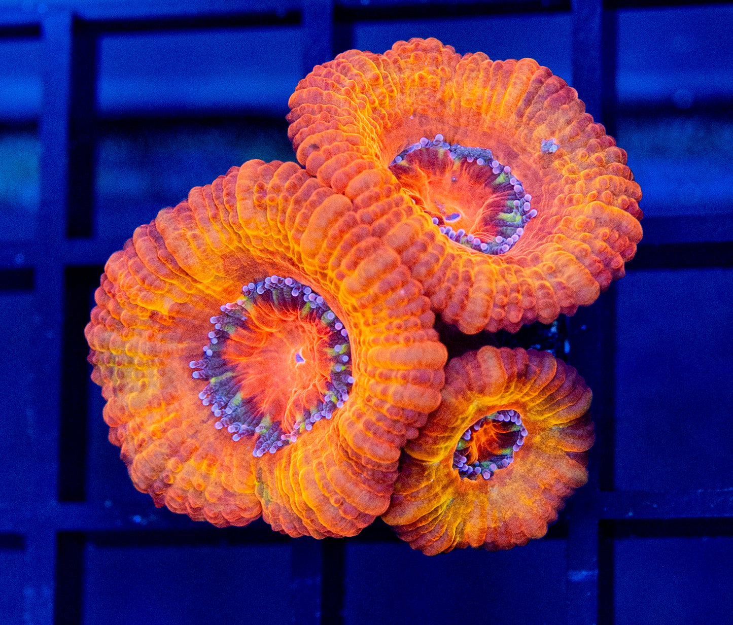 B58 ACANS