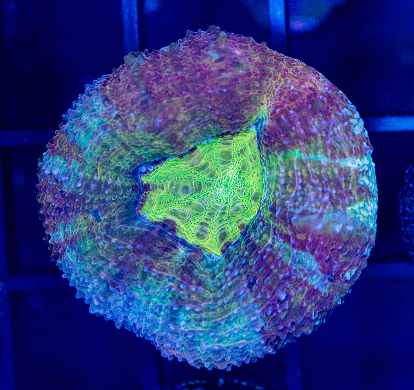 B60 GOLDEN DRAGON BOWERBANKI