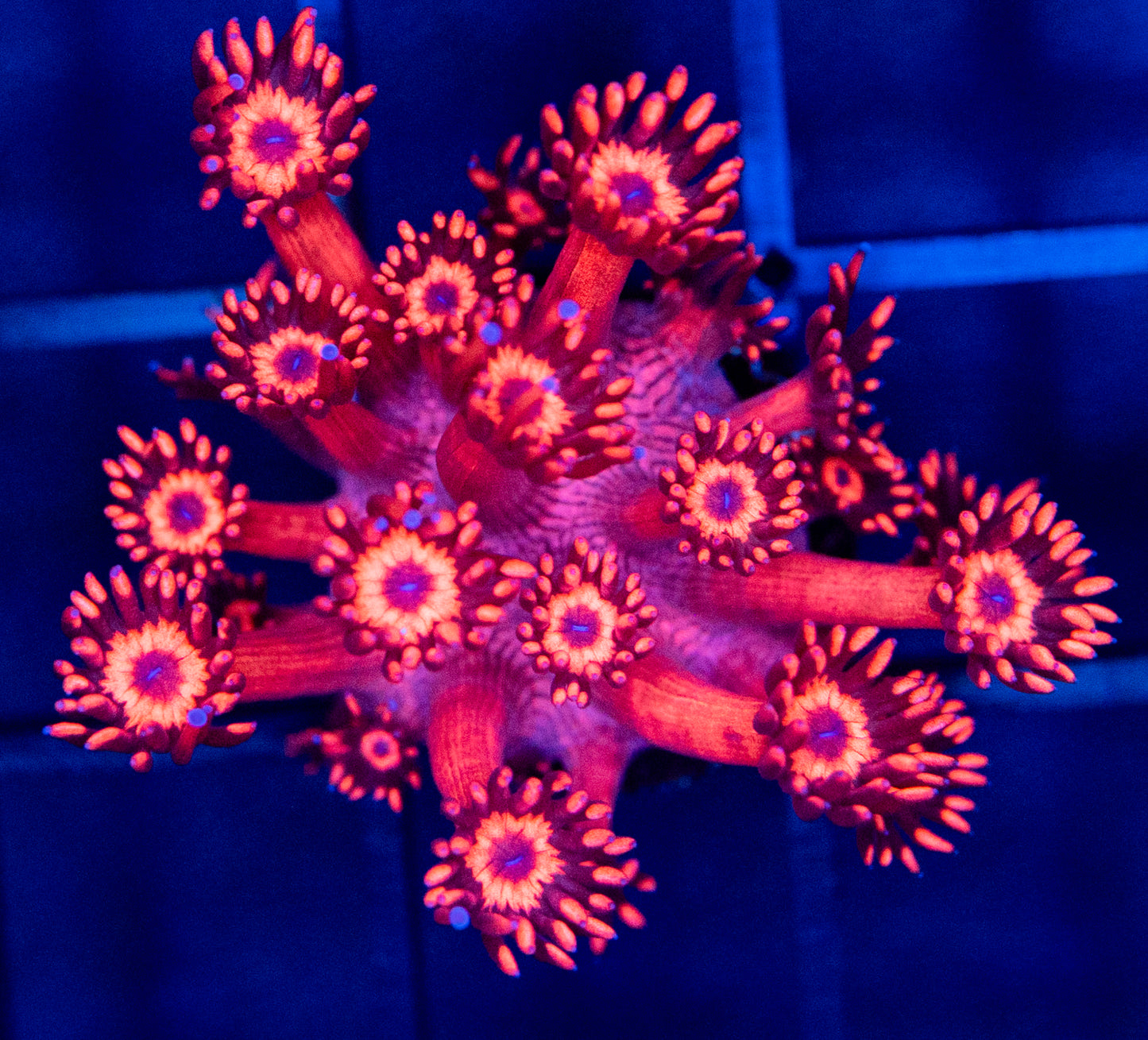 B61 Ultra Red GONI