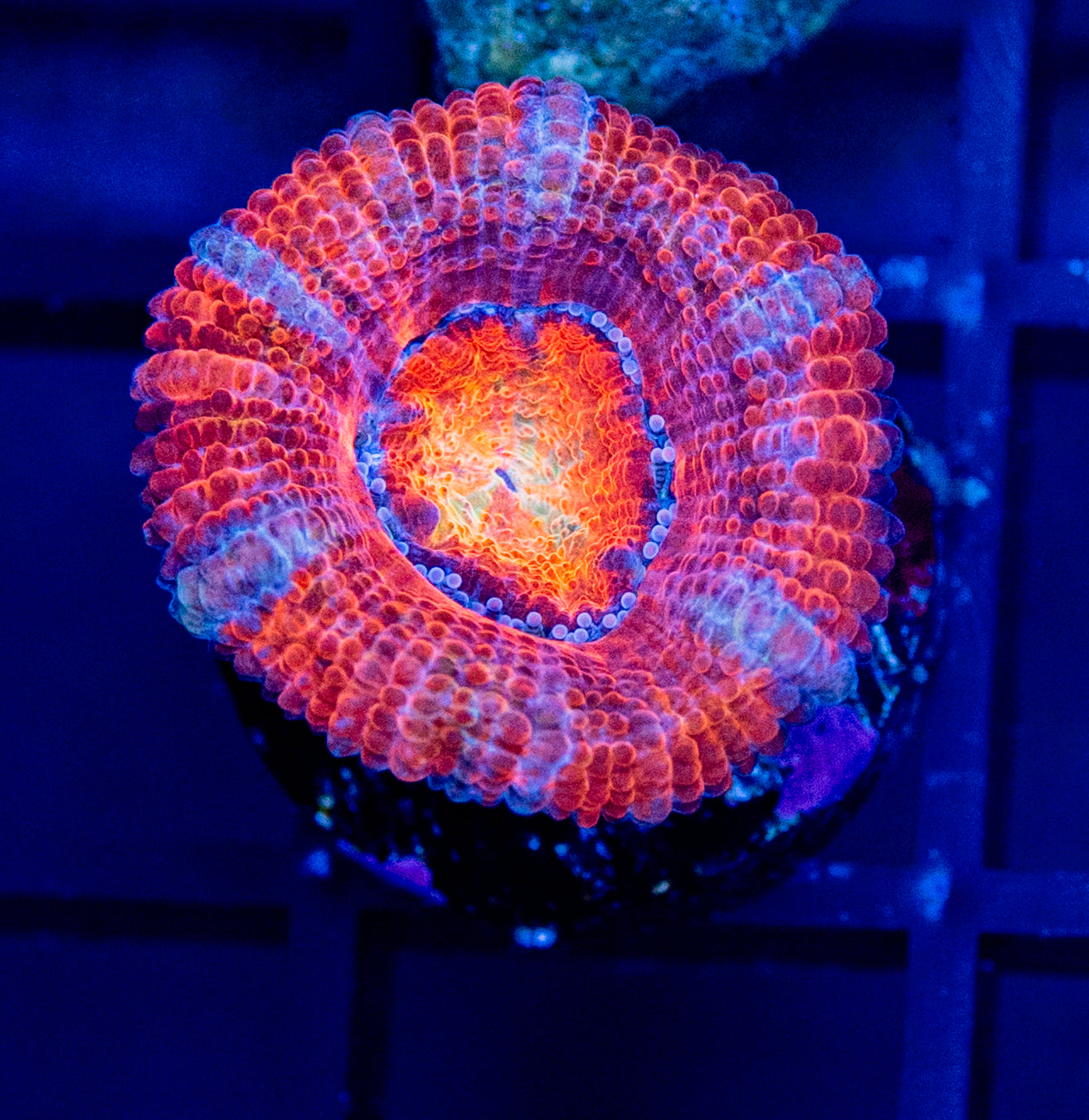 B66 ACAN
