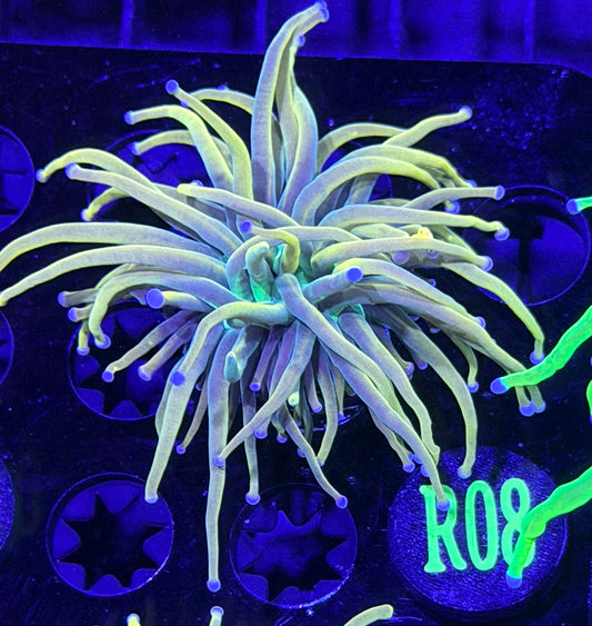 Marigold Holy grail Torch R08