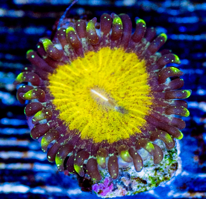 RAS Canary Diamonds Zoa New Release