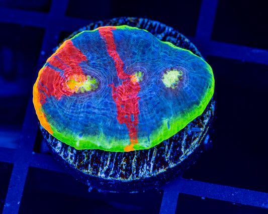 Jelly beans Rainbow chalice