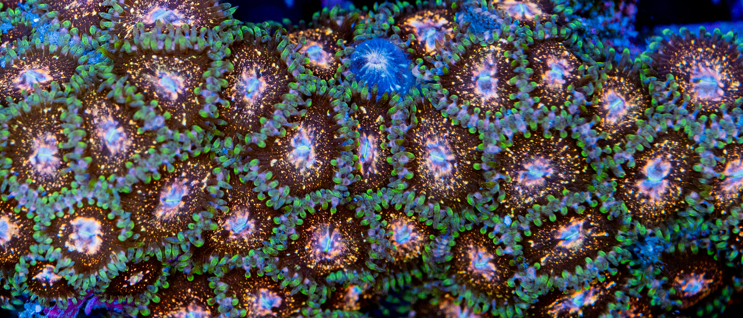 RAS Black Diamond Zoas New Release