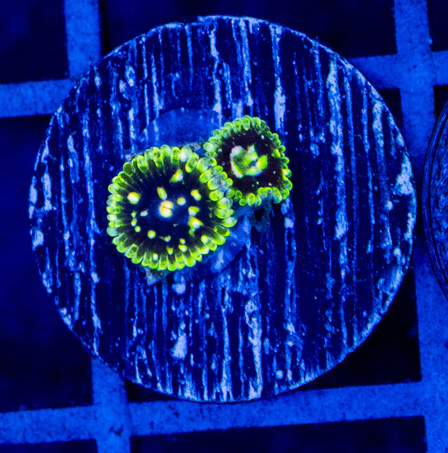 C01B EXOSPHRERE ZOA