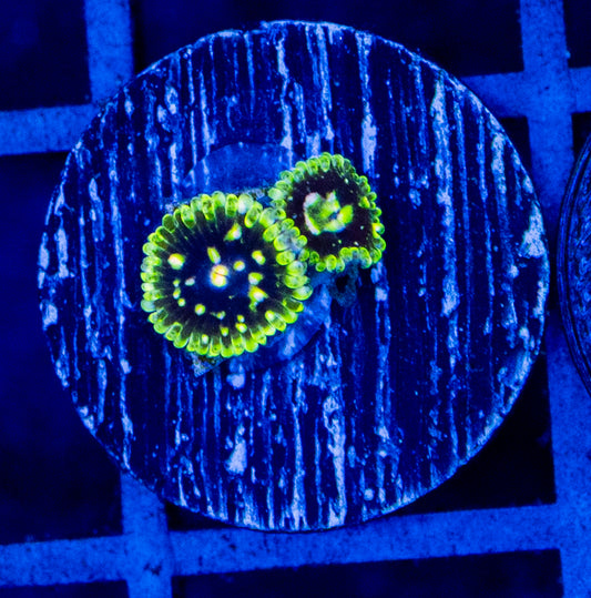 C01B EXOSPHRERE ZOA