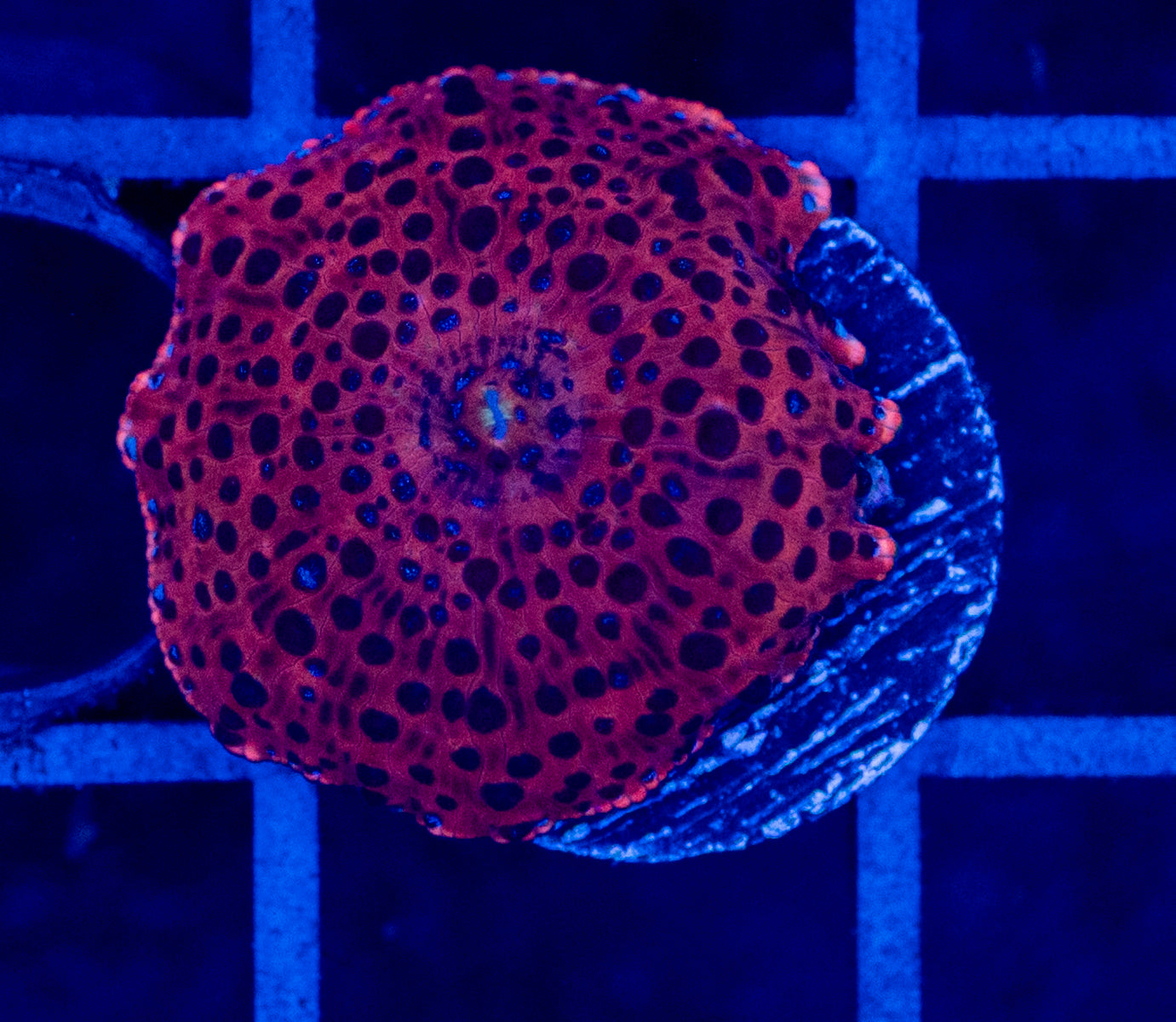 C12B MUSHROOM