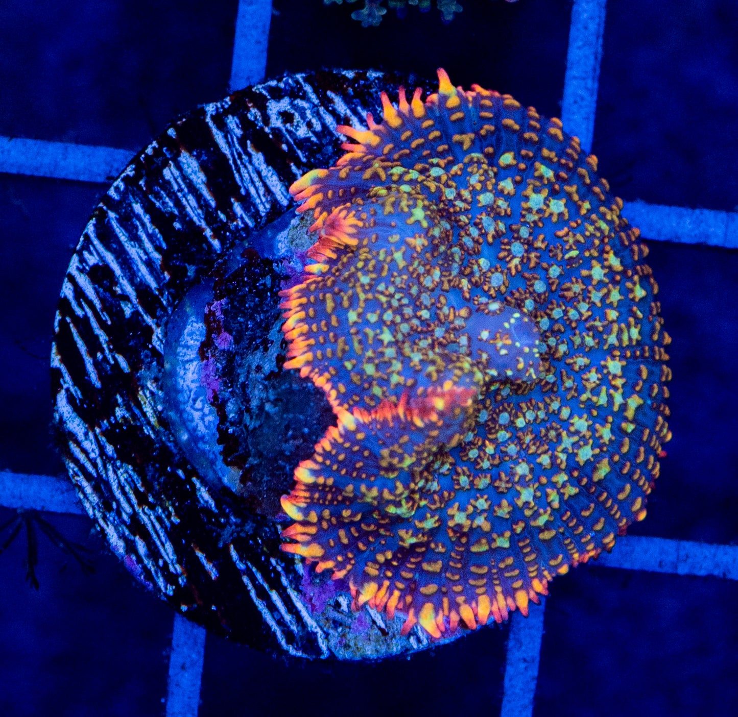 C15 B MUSHROOM