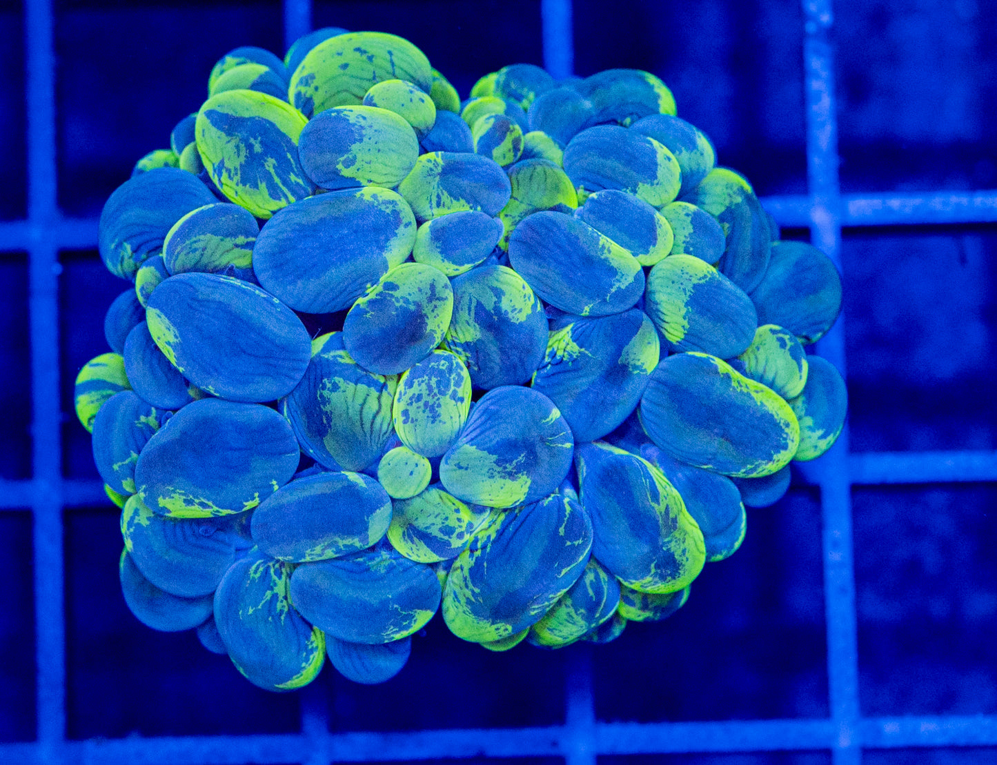 C17 B BUBBLE CORAL WYSIWYG
