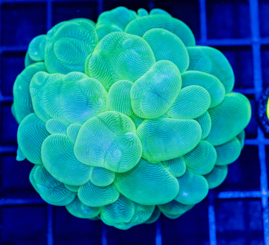 C20B BUBBLE CORAL