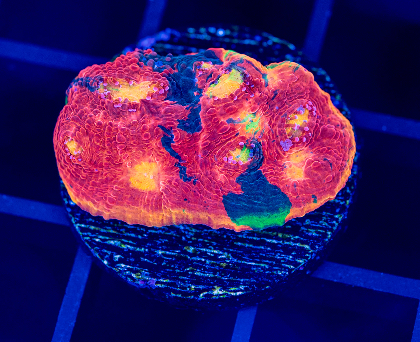 RAS Galactic Acid rainbow chalice