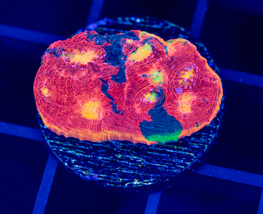 RAS Galactic Acid rainbow chalice