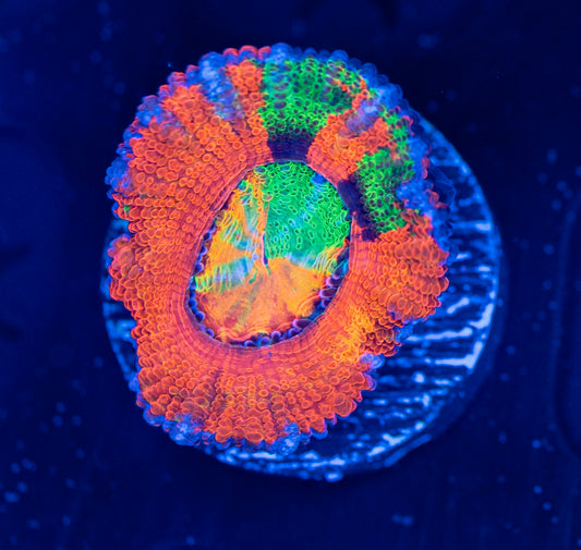 RAS Kaleidoscope Grafted Acan WYSIWYG 8787 (RARE)