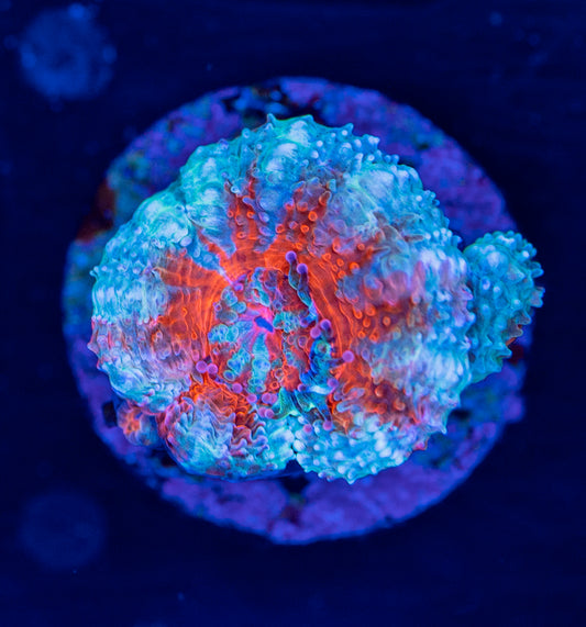Acan