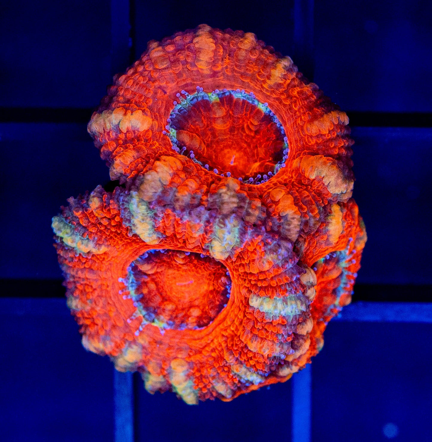 C31 ACAN