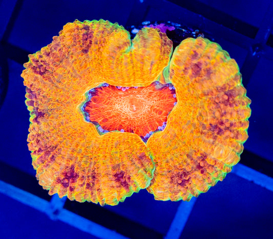 C34 KILLSHOT ACAN