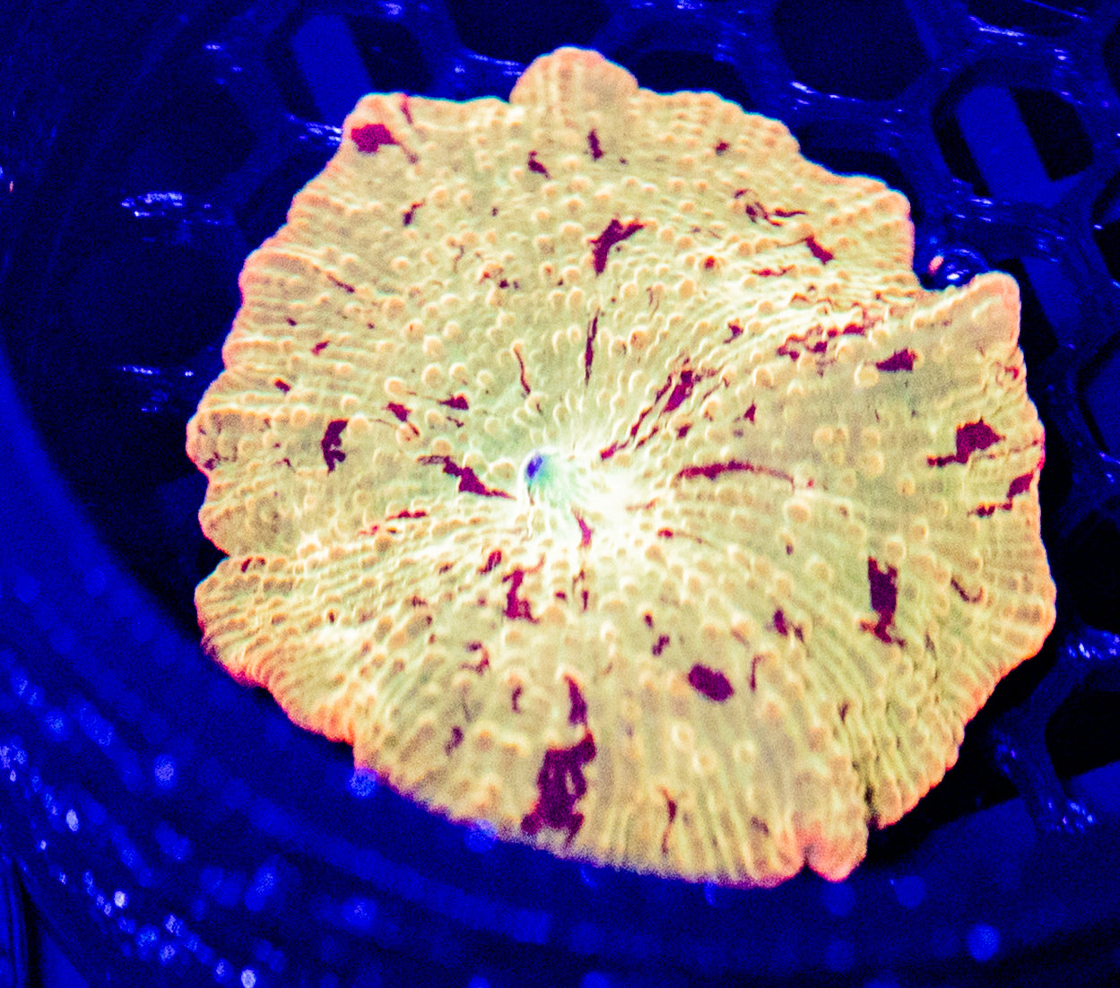 C35 JAWBREAKER