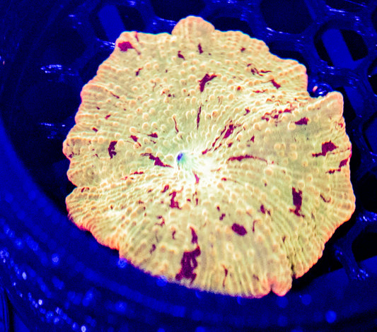 C35 JAWBREAKER