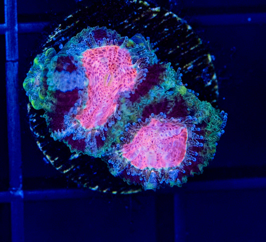 C37F BubbleYum MICROMUSSA