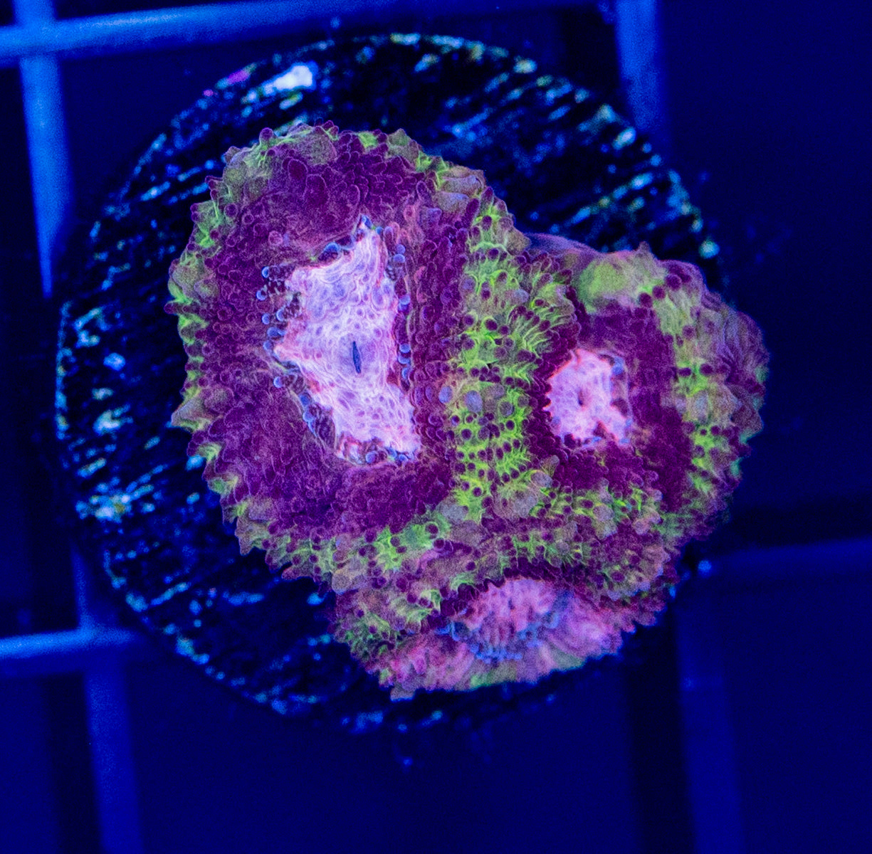 C38 F PINK DIAMOND MICROMUSSA