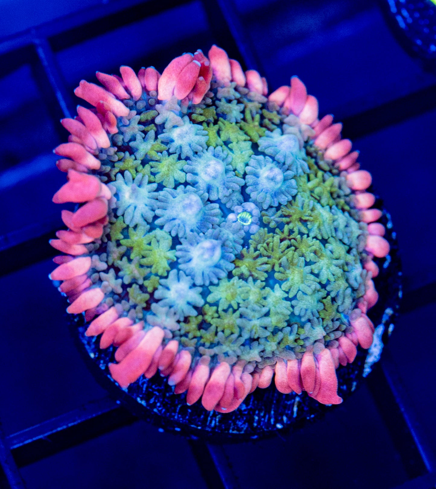 C42 F FRANK RAINBOW