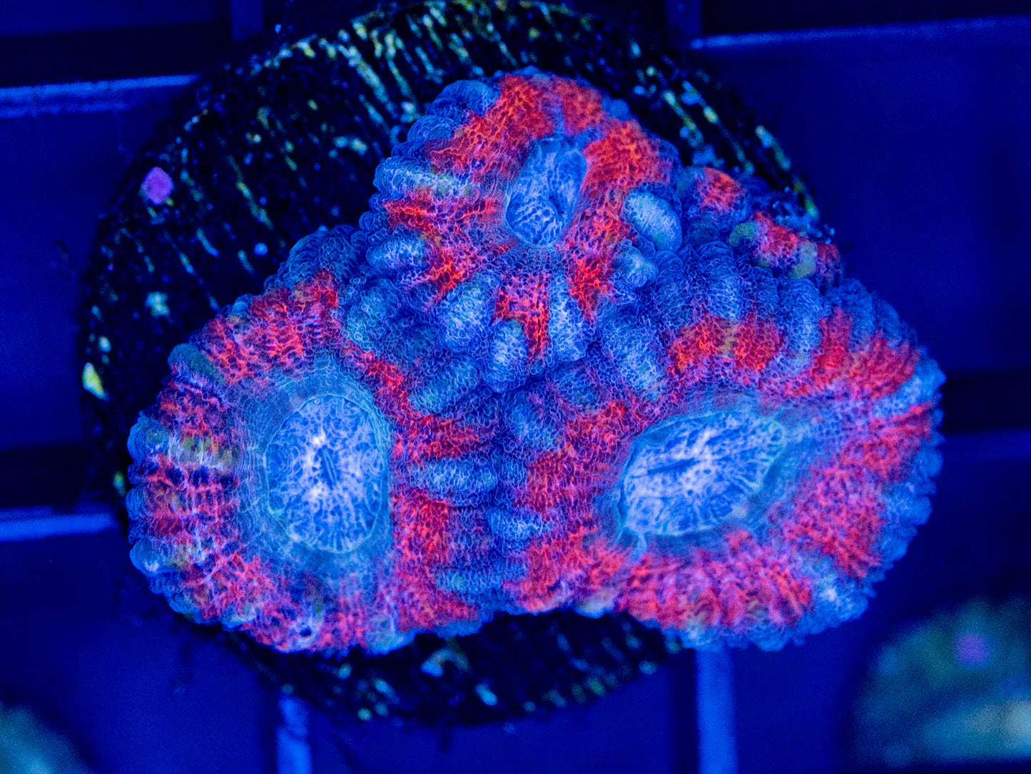 C43F Superman ACAN