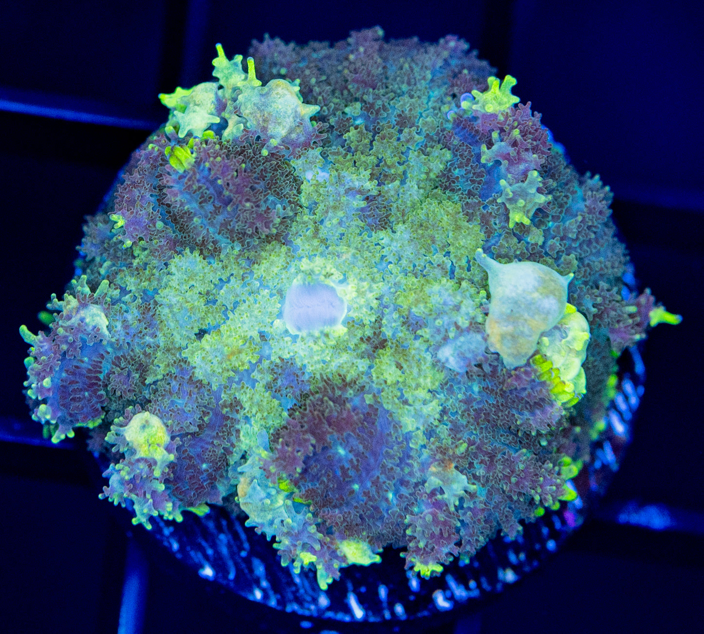 C46 BOUNCE MUSHROOM