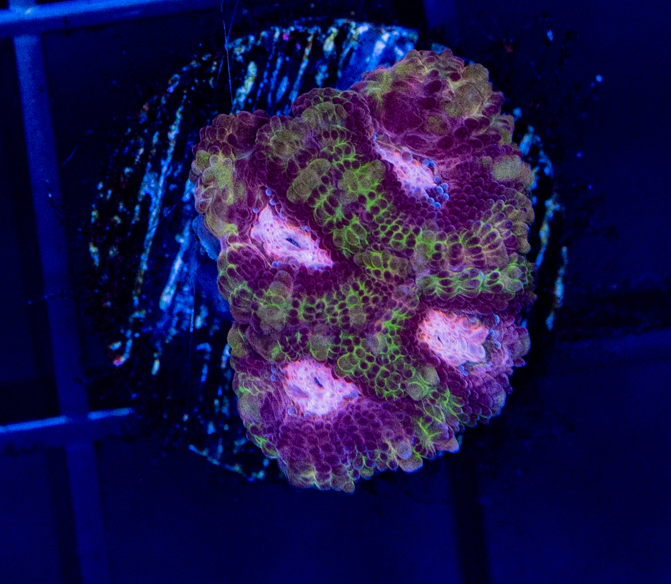 C49 F PINK DIAMOND MICROMUSSA