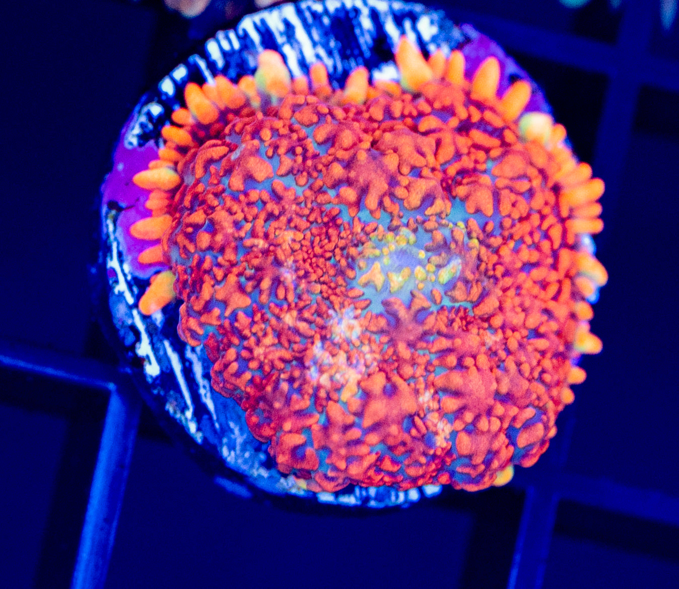 C50 F MUSHROOM - SPECIAL ITEM