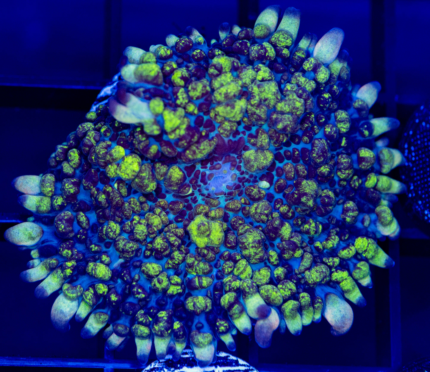 C52F Toxic BOUNCE Mushroom