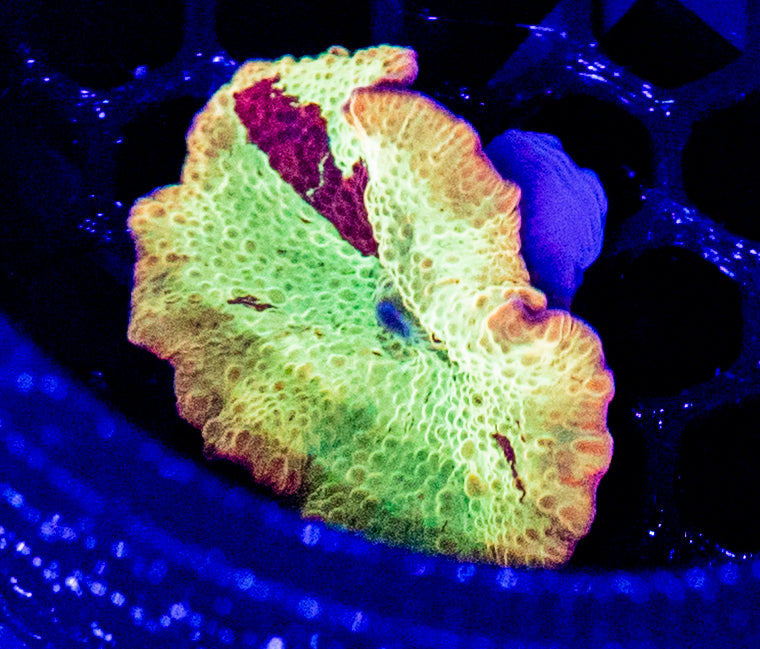 C57 JAWBREAKER