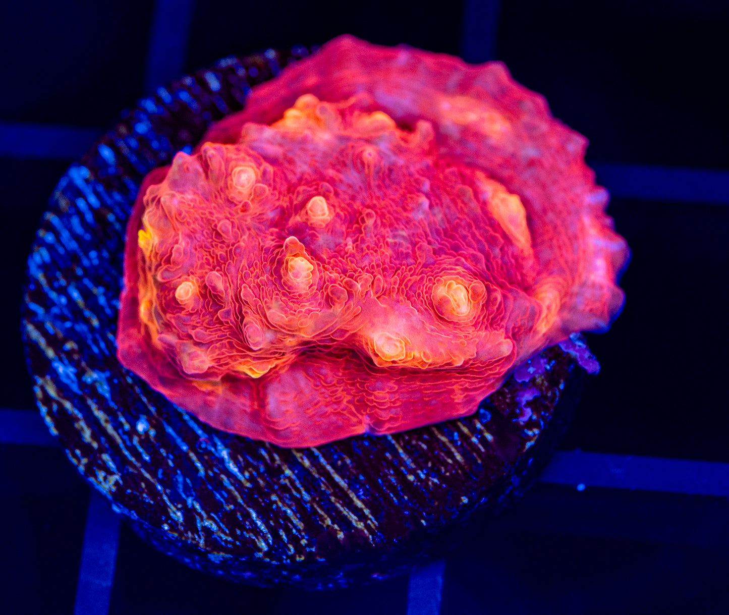 RAS Flaming fire chalice