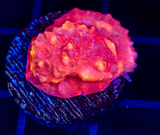 RAS Flaming fire chalice