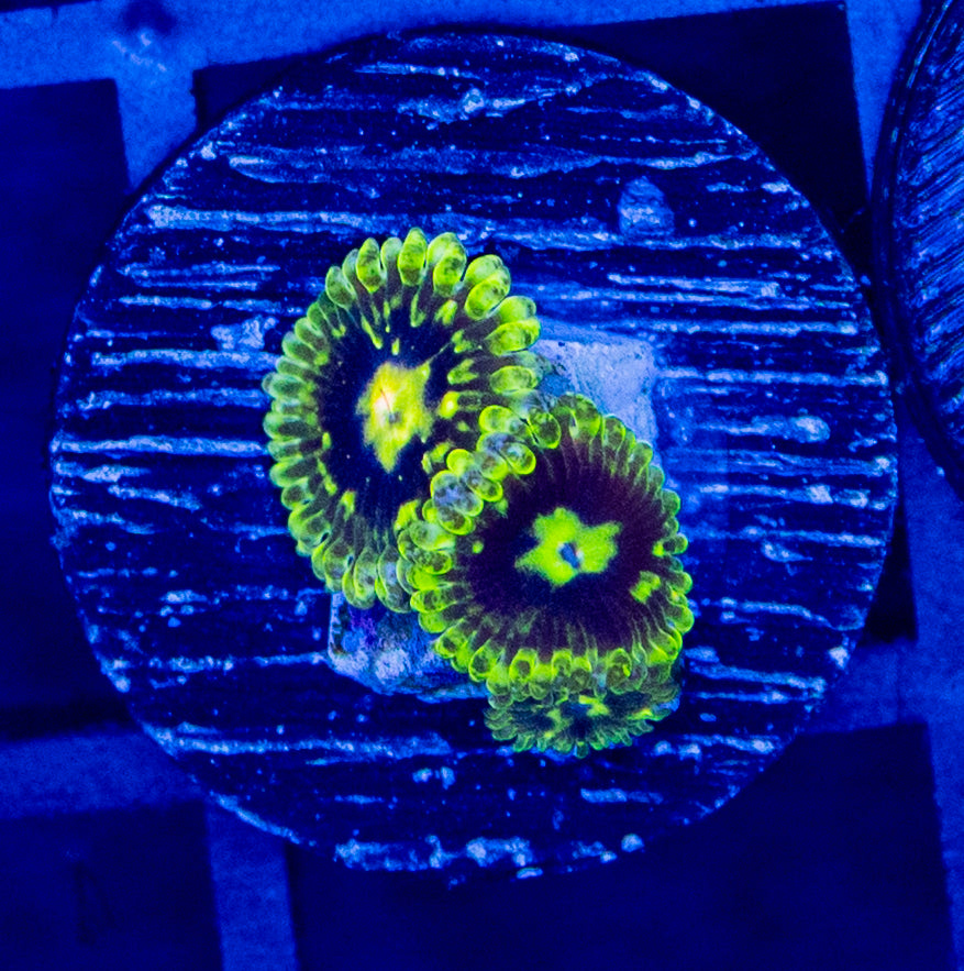 CO2B EXOSPHERE ZOA