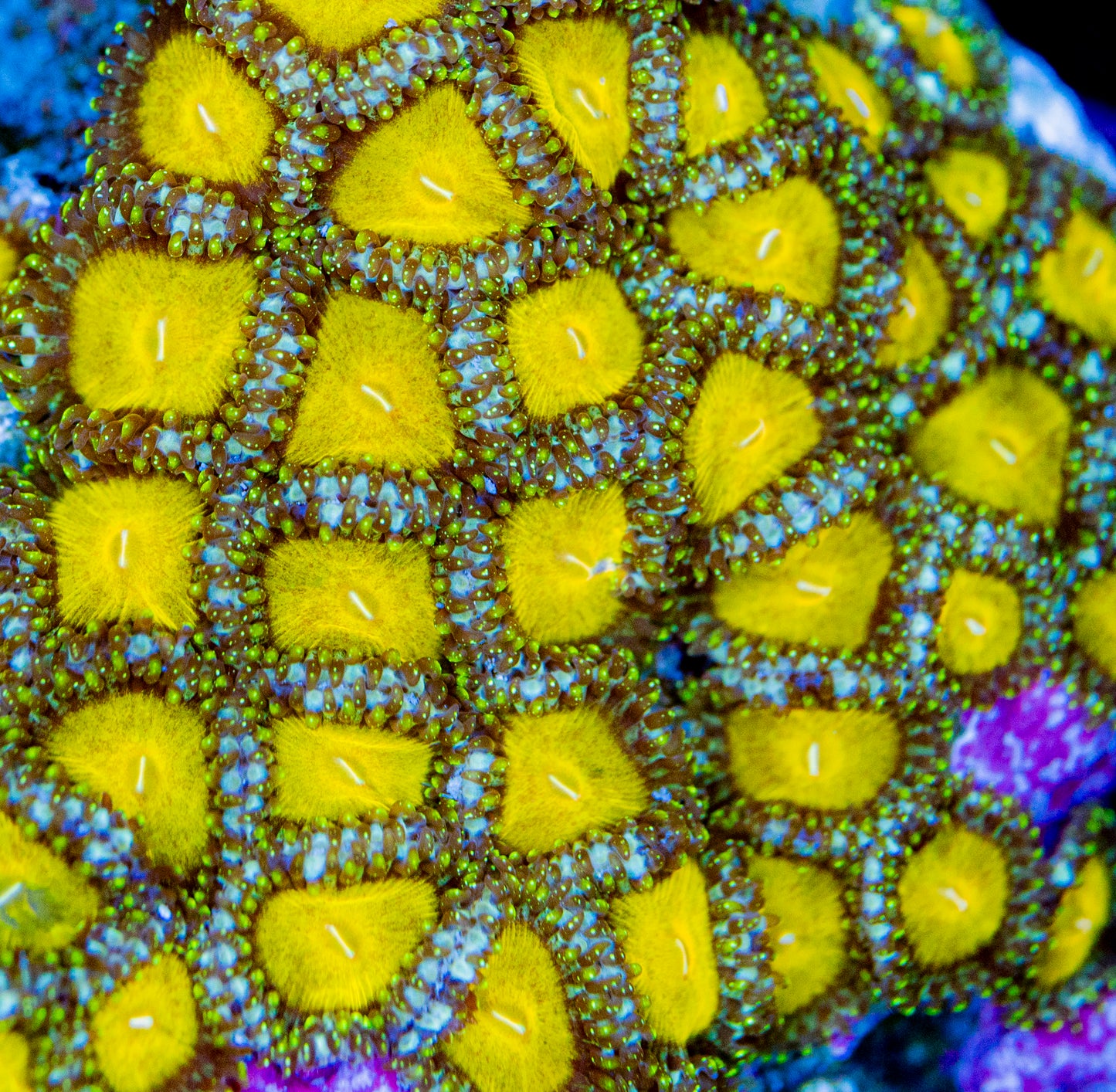 RAS Canary Diamonds Zoa New Release