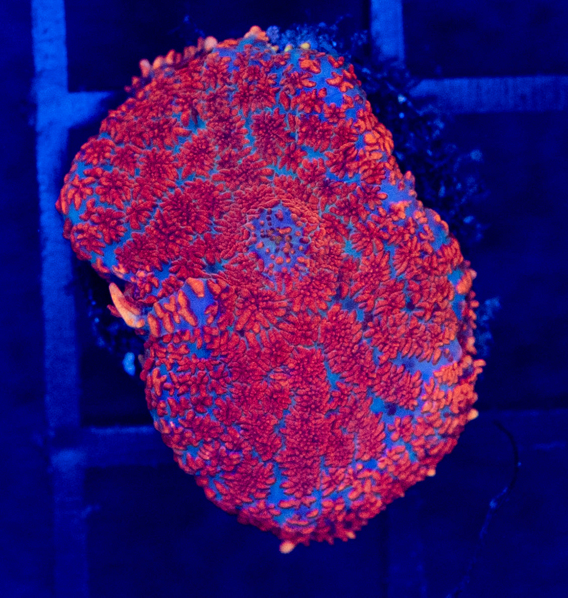 D05 B FIRE RHODACTIS MUSHROOM WYSIWYG