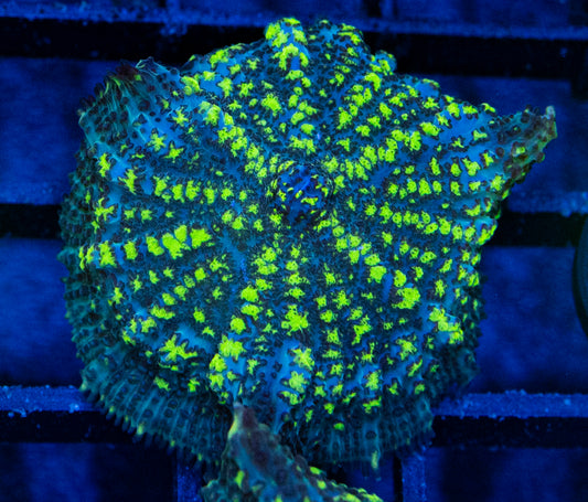 D06B URANIUM BOUNCEMushroom