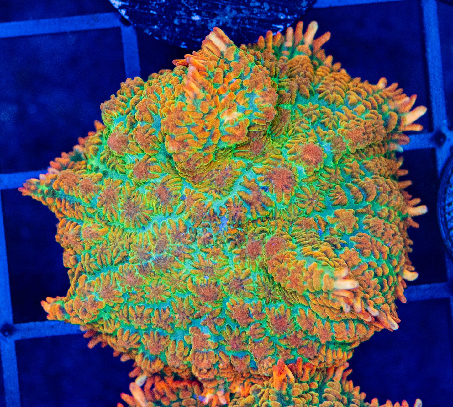 D09 B TEQUILA SUNRISE MUSHROOM WYSIWYG