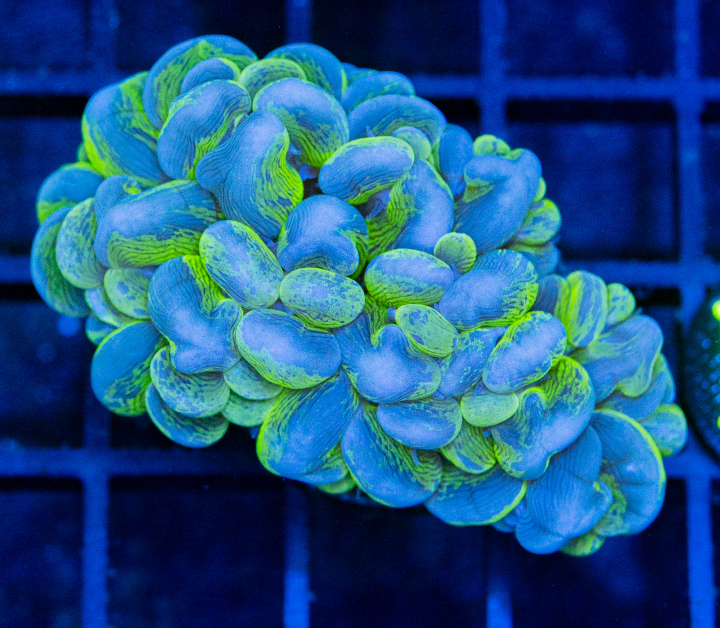 D12 B SPLATTER BUBBLE CORAL