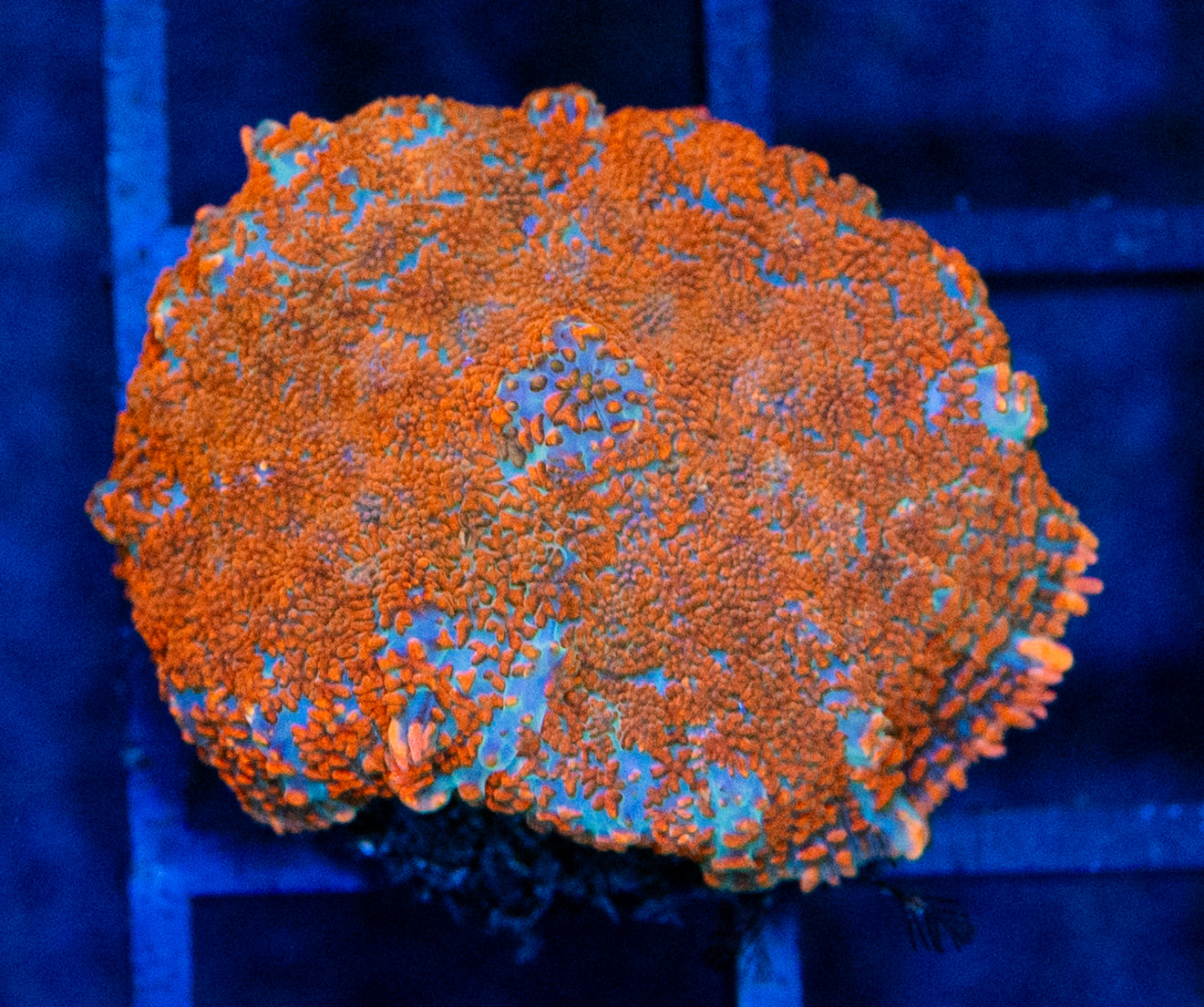D18B MUSHROOM