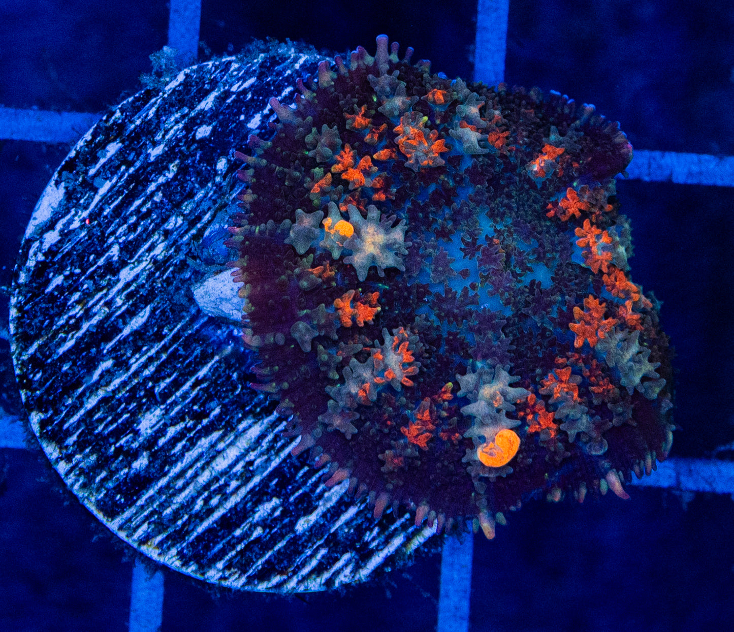 D19B BOUNCE Mushroom