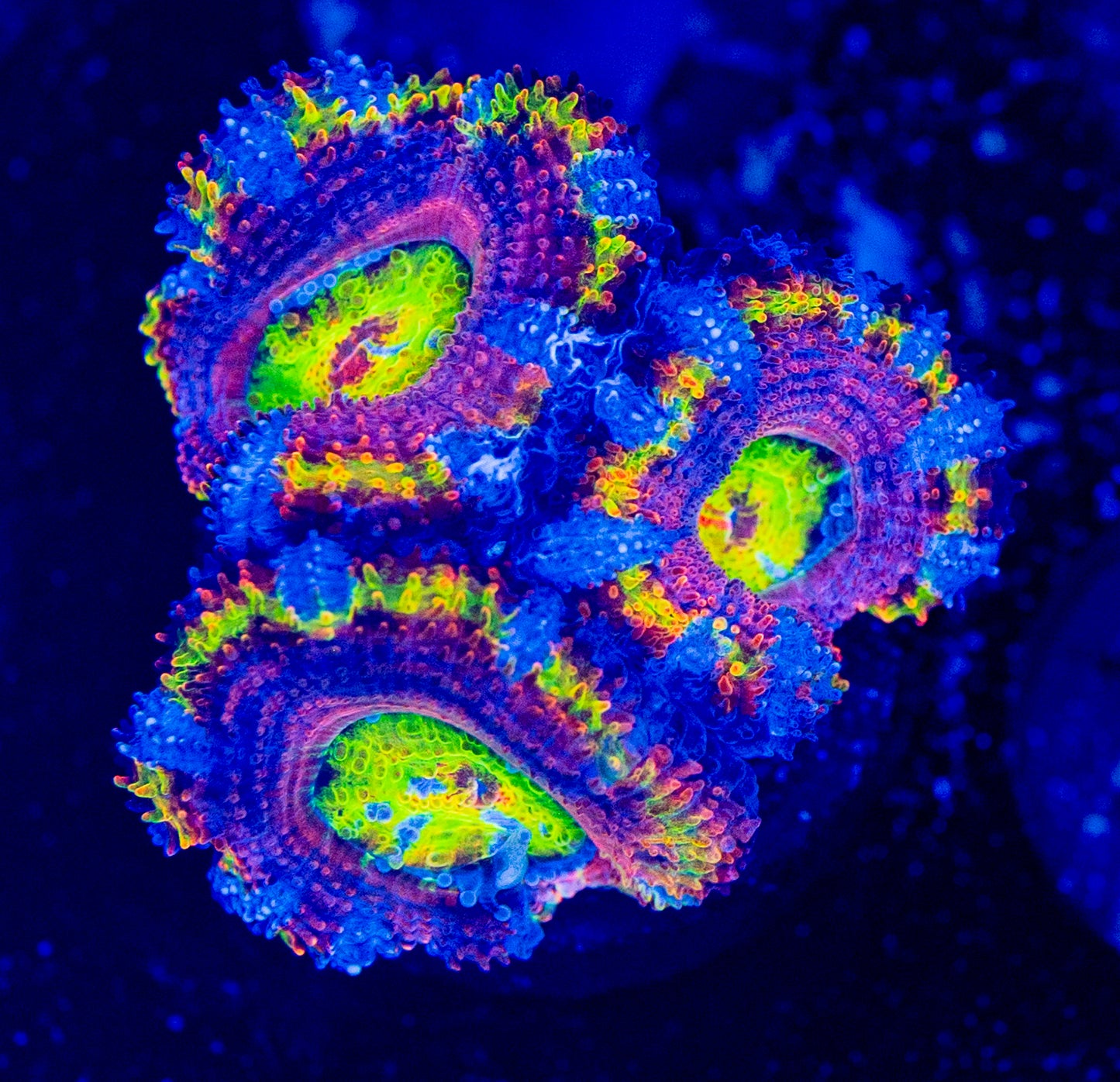 RAS Monster Mash Acan WYSIWYG