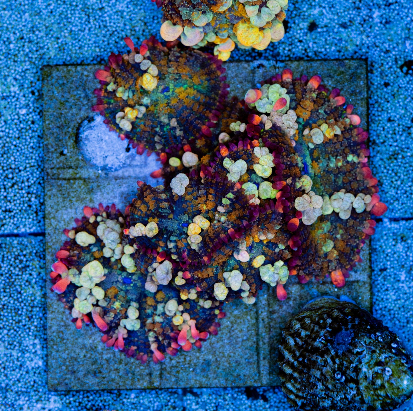 OT7 Rainbow bounce mushroom