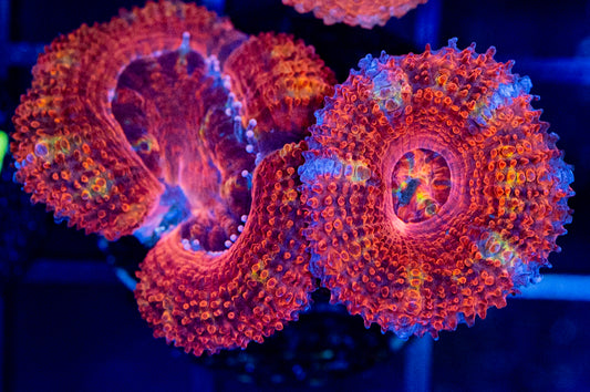 D35 ACAN