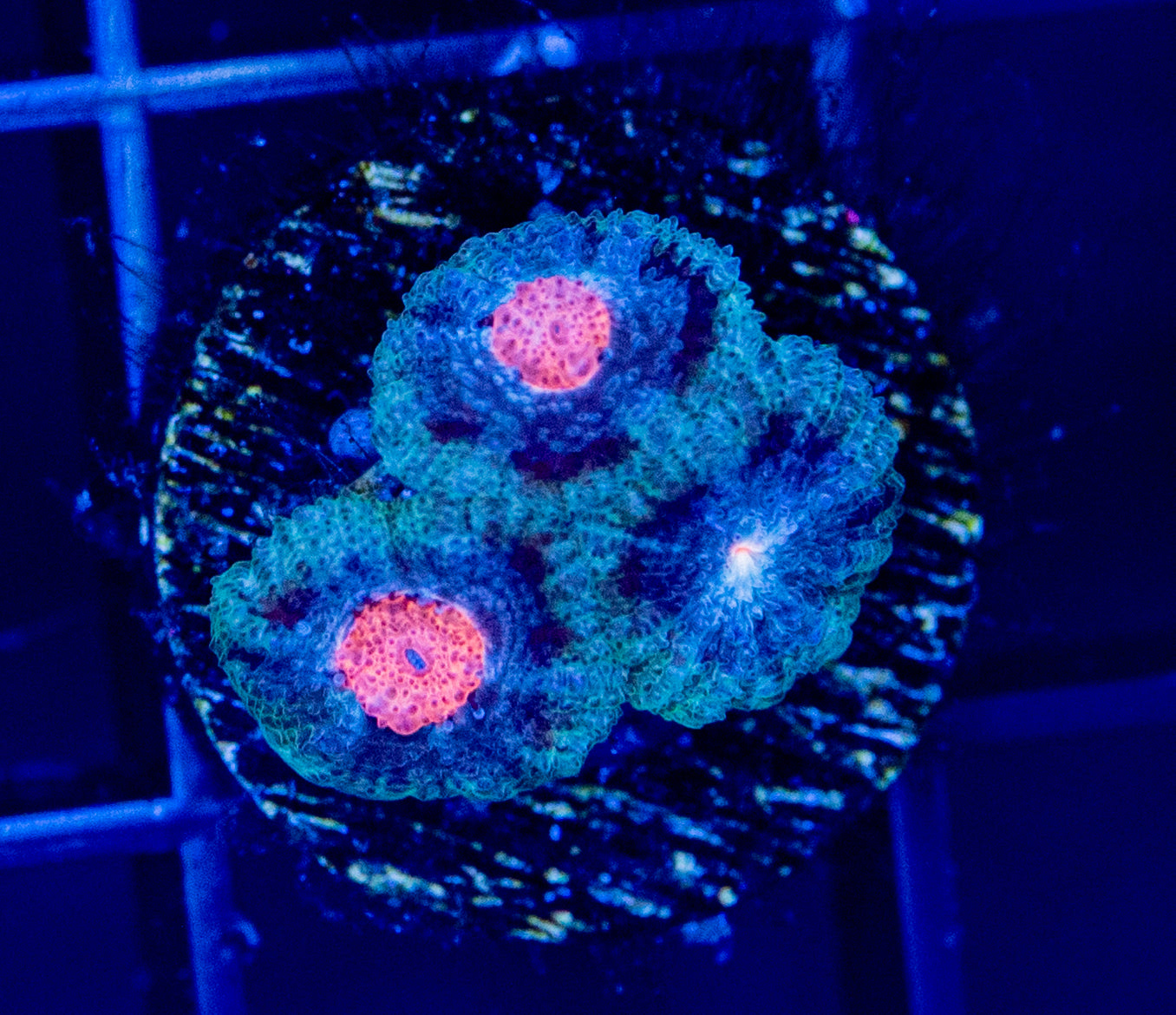 D36F MICROMUSSA
