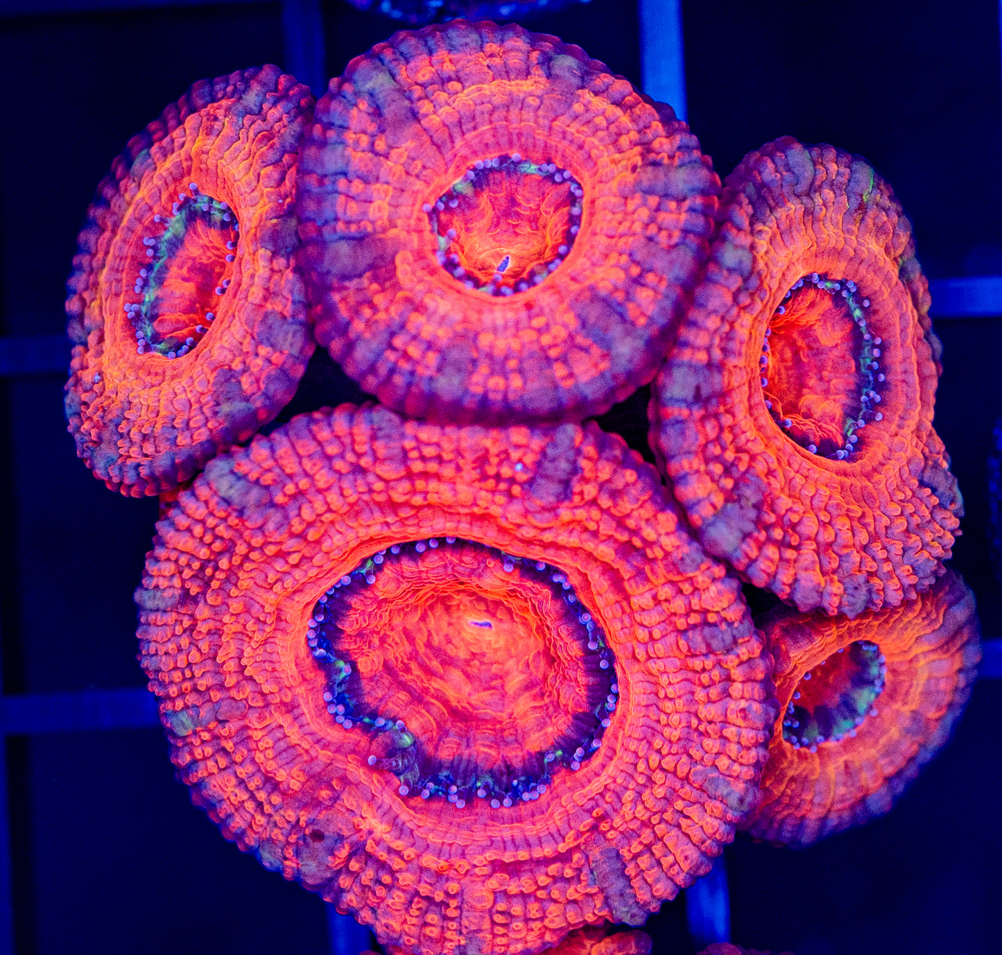 D37 ACAN