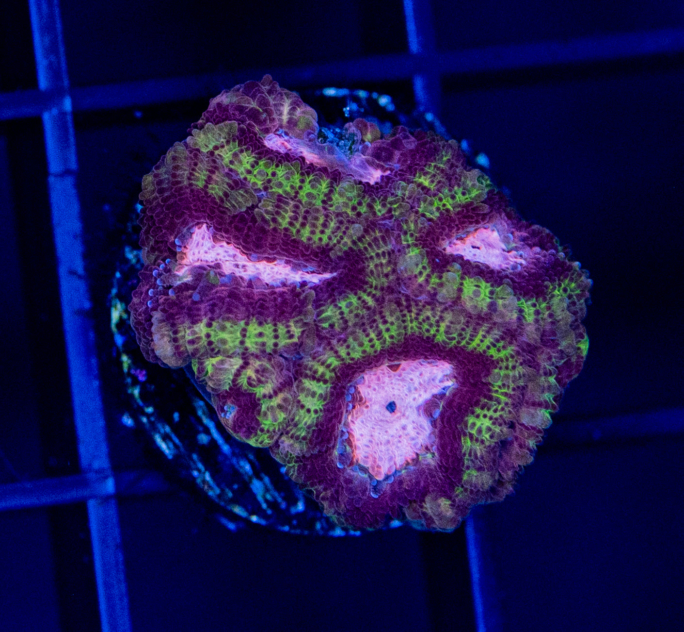 D38F MICROMUSSA
