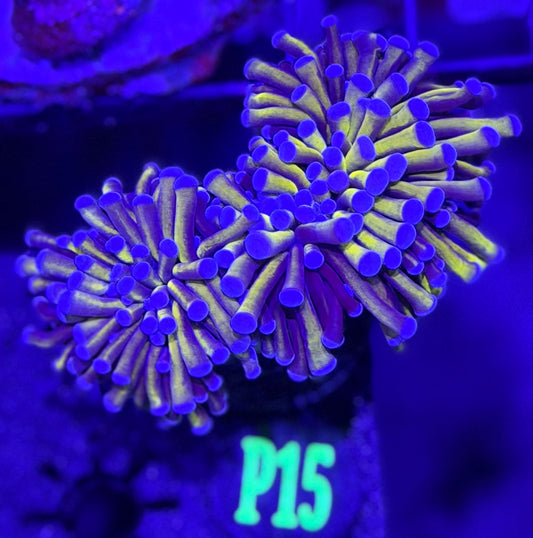 P15 double head Malaysian Blue tips Torch